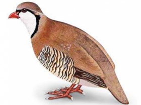 دان کبک و بلدر چین